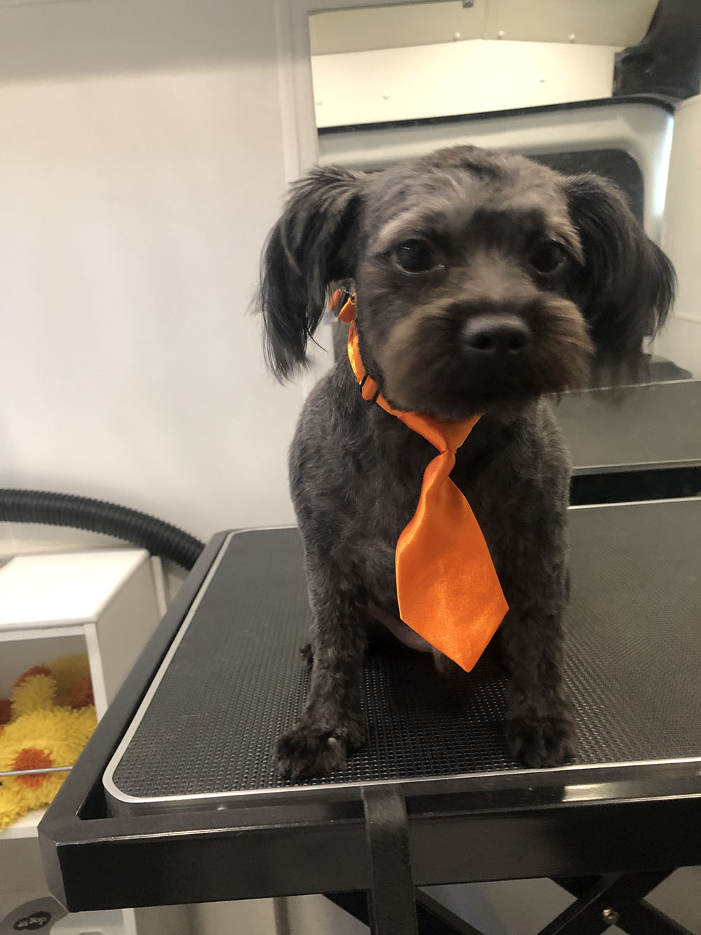 A Dog With Black Color Fur and an Orange Collar