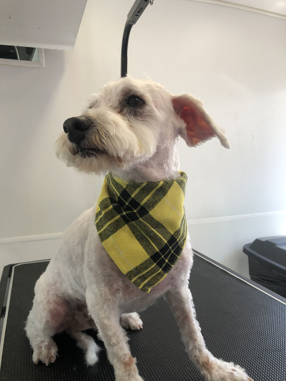 A Dog After Grooming With Yellow and Black Collar