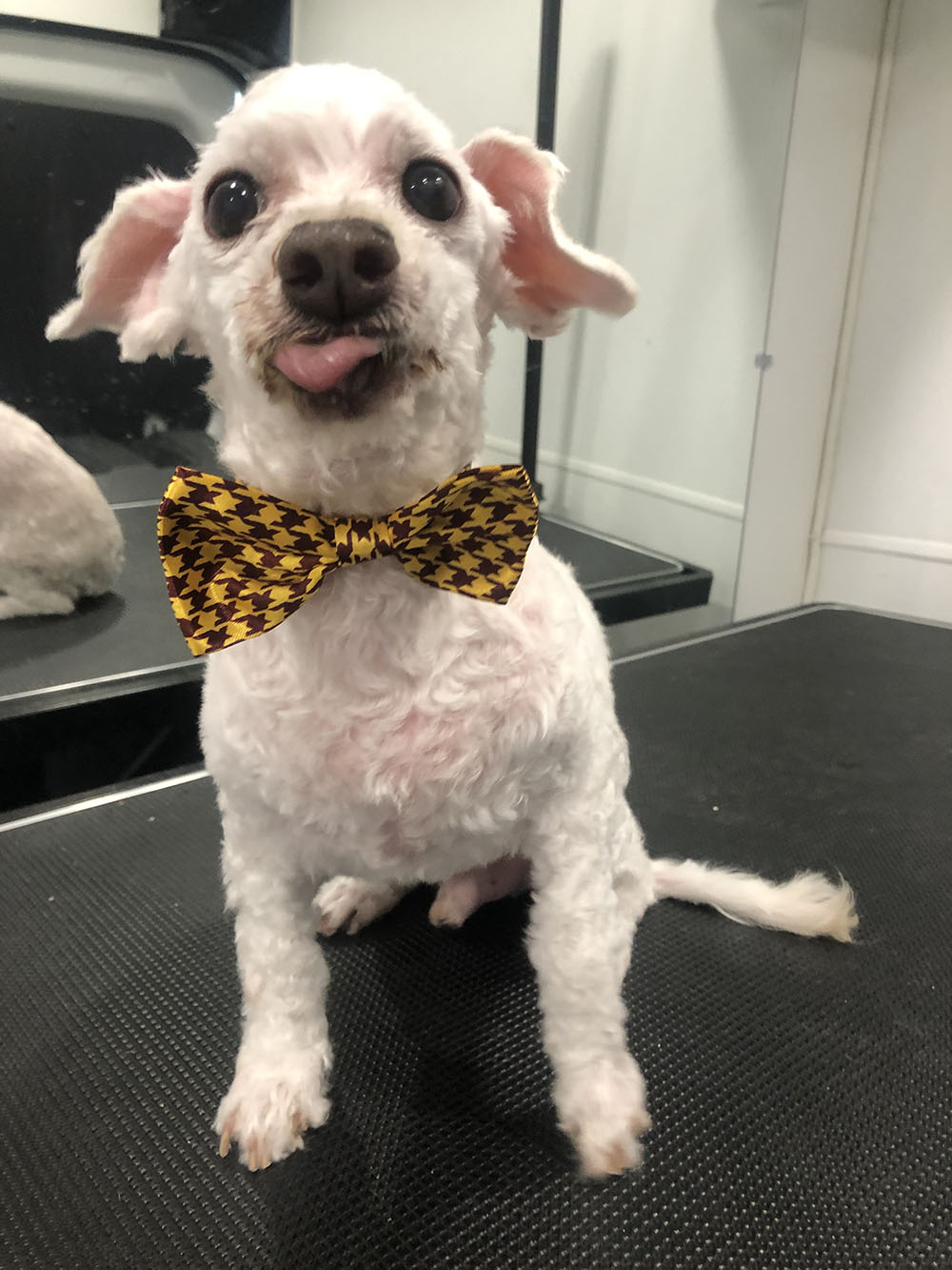 A White Color Fur Dog With Yellow Polka Dot Tie