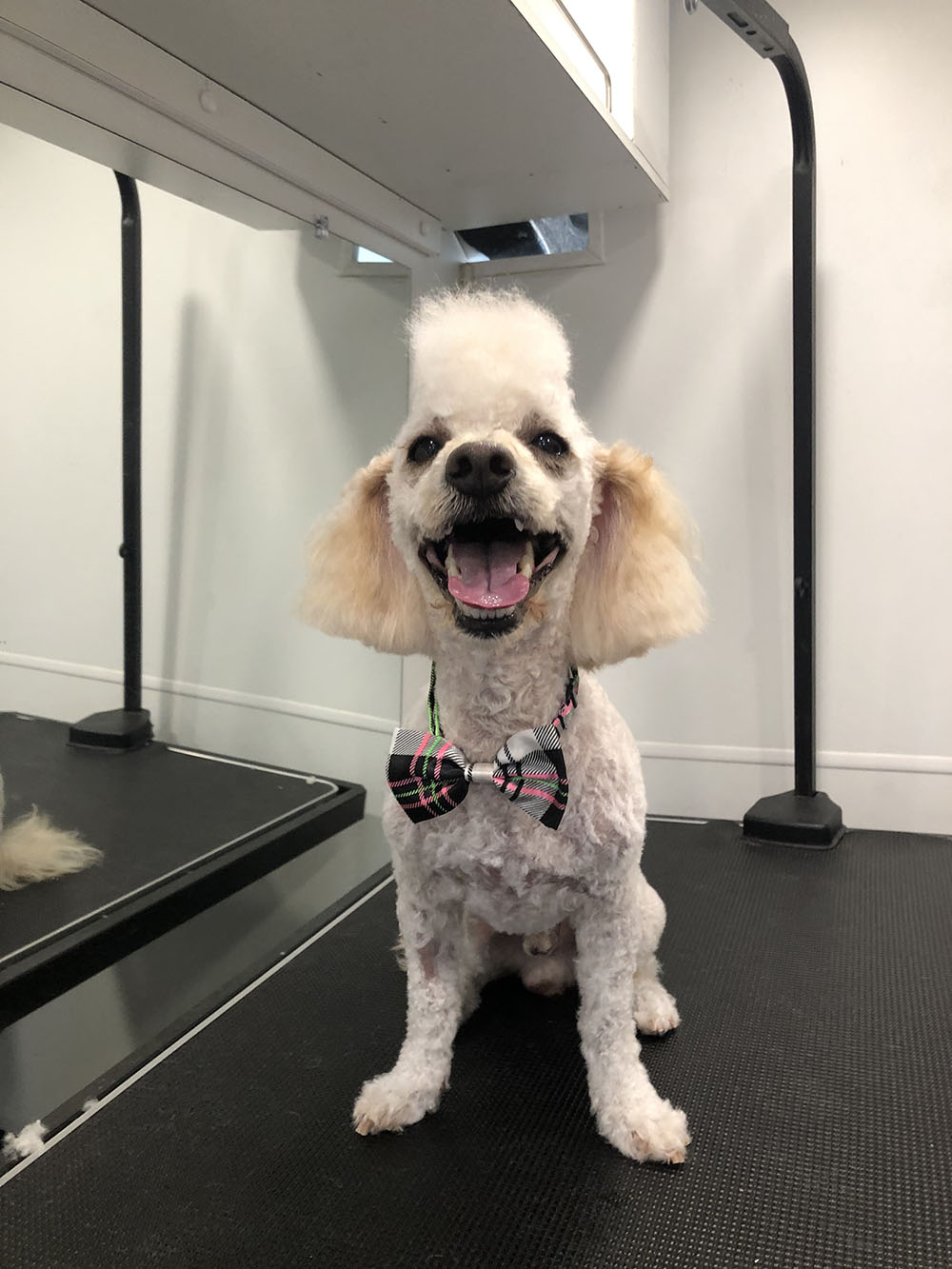 A White Color Fur Dog With White Fur on the Crown