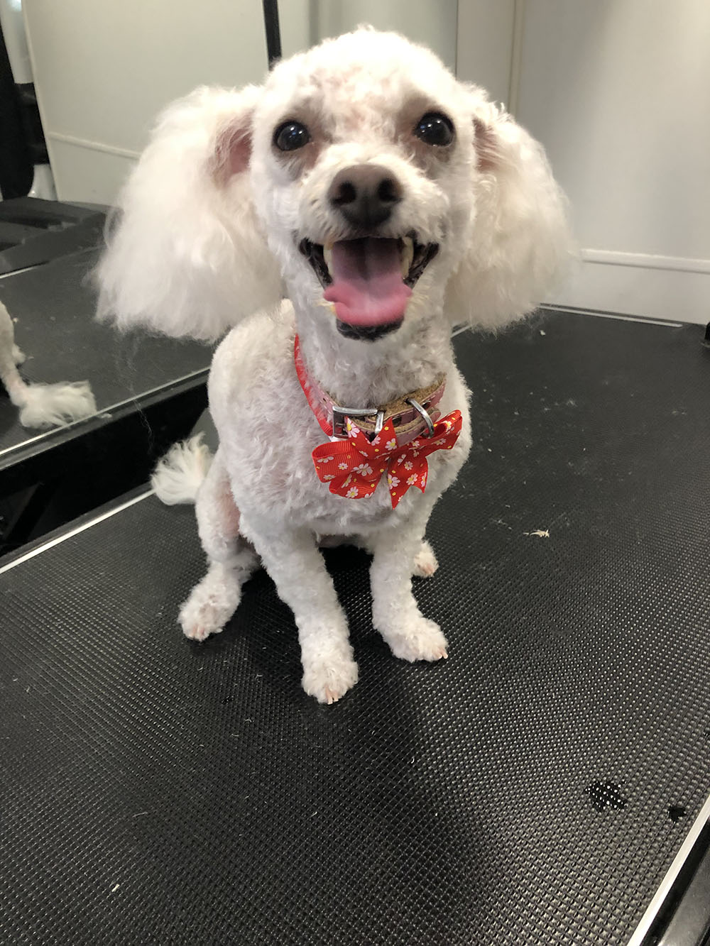 A Dog After Grooming With a Red Color Bow