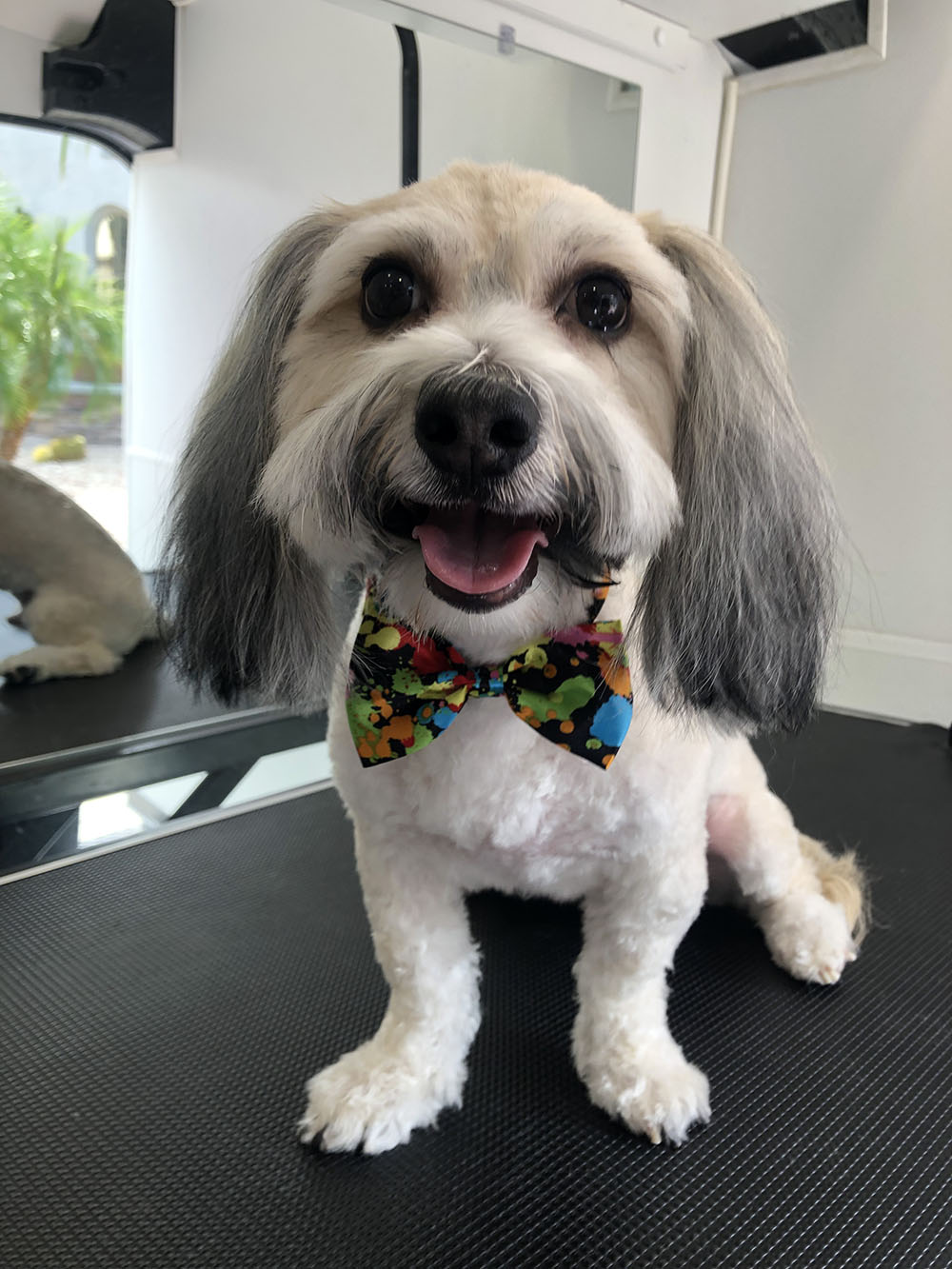 A DOg With Grey Detail Fur and Color Dot Tie