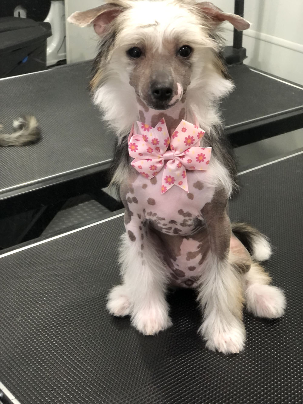A Dog With a Pink Color Bow Tie in Big Size