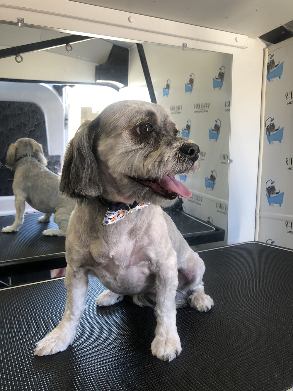 A Small Dog With Turned Head After Grooming