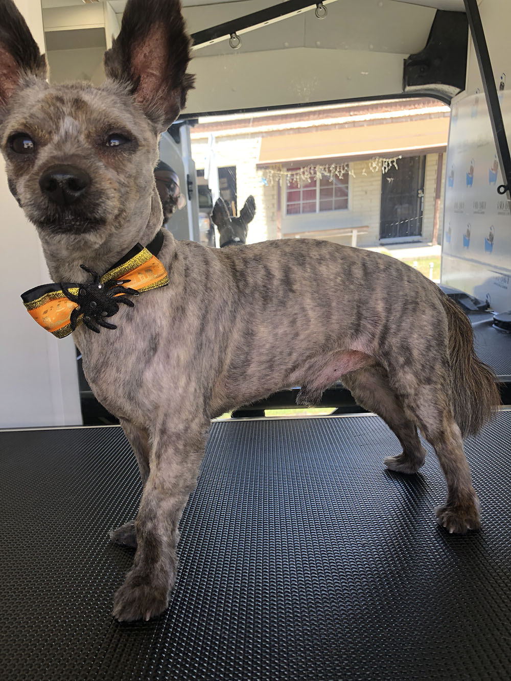 An Orange Tie on a Fully Groomed Dog