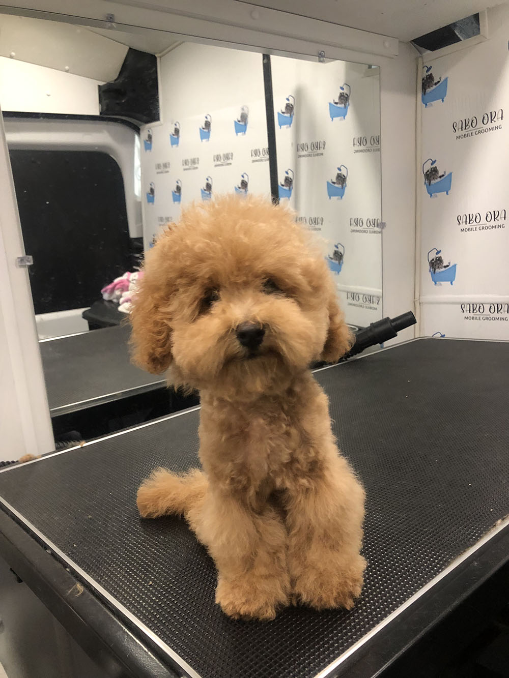 A Golden Brown Color Fur Dog After Groomed