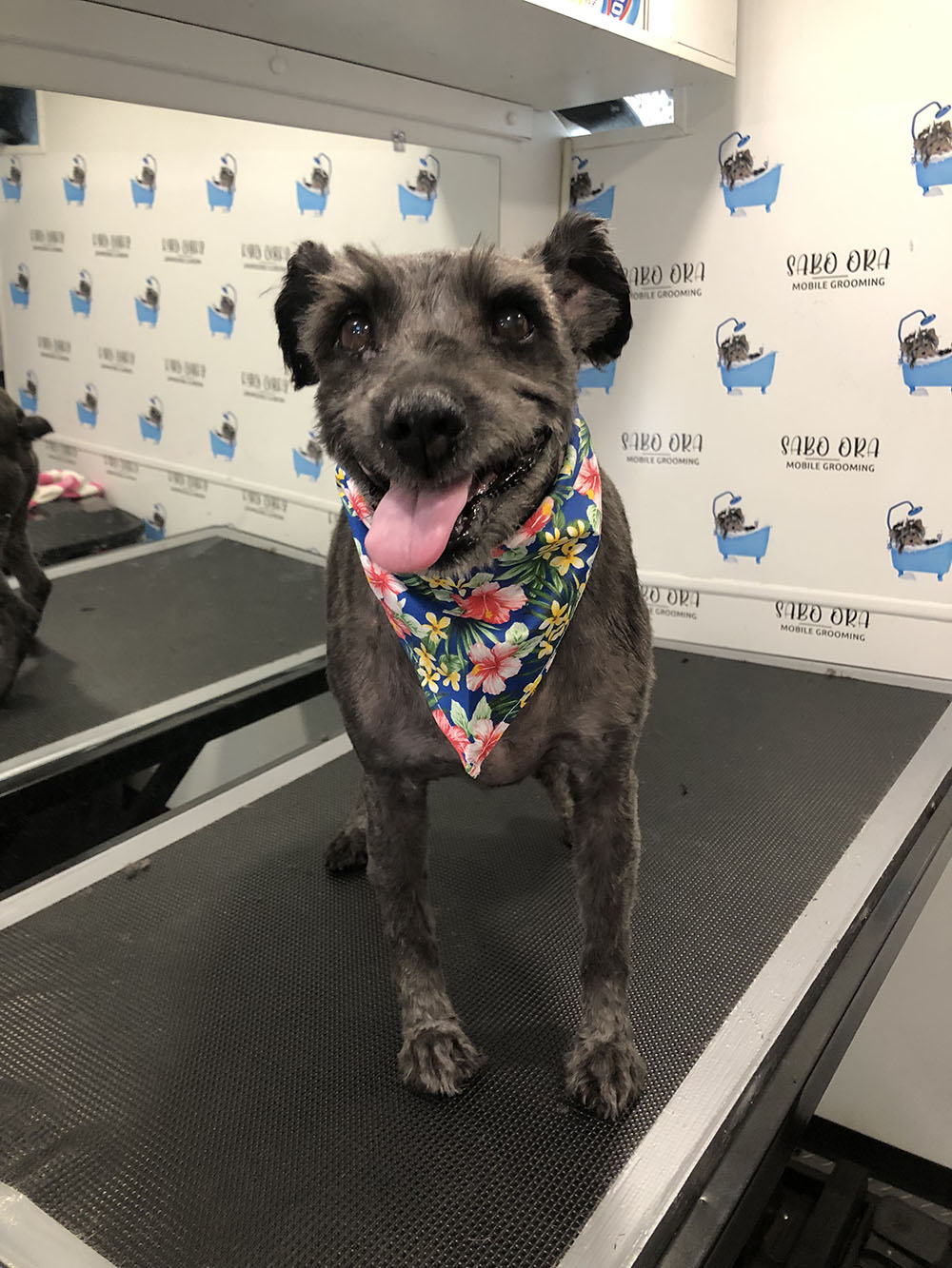 A Dog After Being Fully Groomed With a Collar